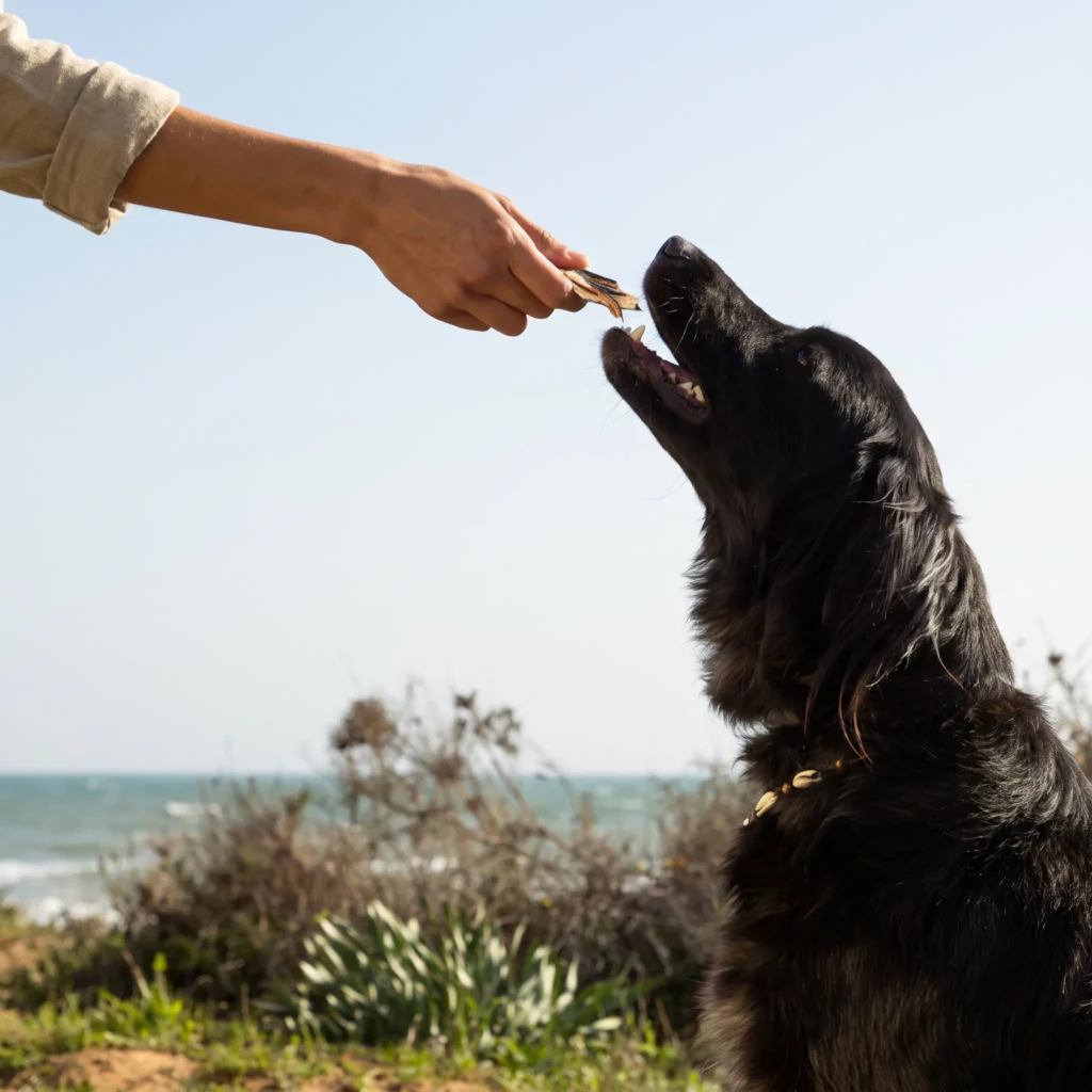perro recibiendo premio